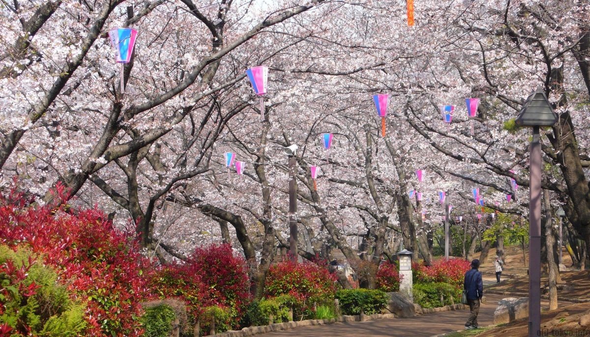 🌳 아스카야마 공원 (飛鳥山公園) 이미지 9